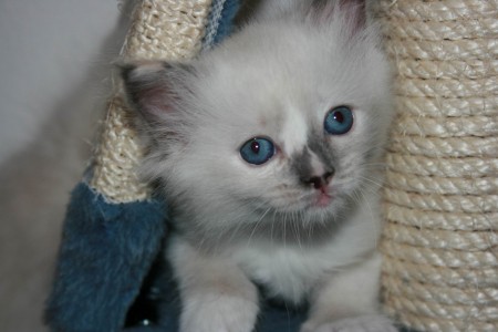 Shannon the princess